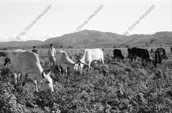 Image of sheet 19940550 photo 28: frtsg. AGACI Frauen und Strassenbild San Dionisio. Gruppenbild. Mutter und Kind. Männer vor Tienda FSLN Mural. Kühe und Pferd auf dem Weg auf das Feld. Kühe und Rinder AGACI in El Chaguitillo mit Dona Maria Elsa. 1994 Nicaragua
© 1994, OLIVIA HEUSSLER / www.clic.li