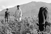 Image of sheet 19940550 photo 31: Die Kuhherde der Frauen Kooperative wird frühmorgens aufs Feld getrieben. El Chaguitillo Nic. 10.94 cattle women cooperative farming farm animal 
© 1994, OLIVIA HEUSSLER / www.clic.li