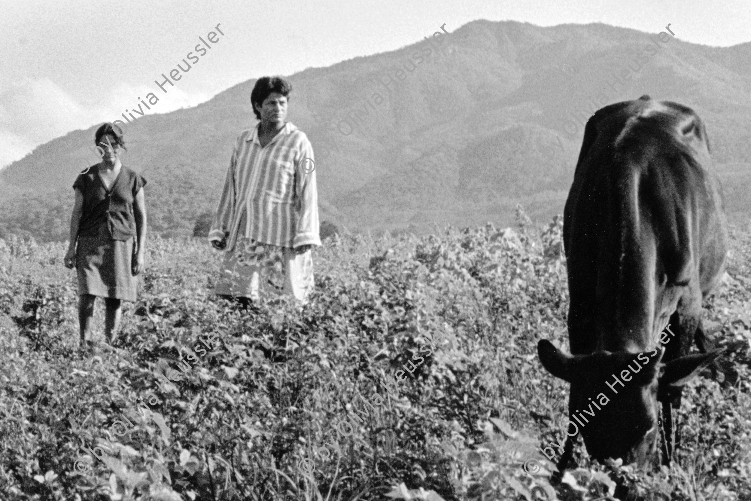 Image of sheet 19940550 photo 31: Die Kuhherde der Frauen Kooperative wird frühmorgens aufs Feld getrieben. El Chaguitillo Nic. 10.94 cattle women cooperative farming farm animal 
© 1994, OLIVIA HEUSSLER / www.clic.li