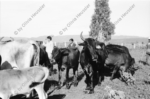 Image of sheet 19940550 photo 37: frtsg. AGACI Frauen und Strassenbild San Dionisio. Gruppenbild. Mutter und Kind. Männer vor Tienda FSLN Mural. Kühe und Pferd auf dem Weg auf das Feld. Kühe und Rinder AGACI in El Chaguitillo mit Dona Maria Elsa. 1994 Nicaragua
© 1994, OLIVIA HEUSSLER / www.clic.li