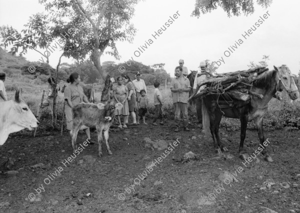 Image of sheet 19940550 photo 5: frtsg. AGACI Frauen und Strassenbild San Dionisio. Gruppenbild. Mutter und Kind. Männer vor Tienda FSLN Mural. Kühe und Pferd auf dem Weg auf das Feld. Kühe und Rinder AGACI in El Chaguitillo mit Dona Maria Elsa. 1994 Nicaragua
© 1994, OLIVIA HEUSSLER / www.clic.li