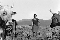 Image of sheet 19940560 photo 15: Die Frauen der Kooperative Leonel Valdivia besitzen Kühe und Kälber. Swissaid swiss NGO ONG unterstützt sie durch Kleinkredite im Rotationsverfahren. Nicaragua 1994 √
The women of the cooperative Leonel Valdivia have cows and calves and cattles Swissaid support them through small loans on a rotating basis
Farming Farmer cows women woman work micro credit agriculture cattle
© 1994, OLIVIA HEUSSLER / www.clic.li