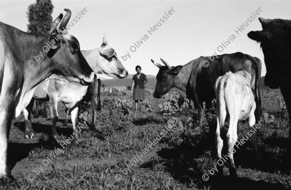 Image of sheet 19940560 photo 17: frtsg. 940550 Kühe und Rinder und Frau AGACI 
Die Frauen der Kooperative Leonel Valdivia besitzen Kühe und Kälber. Swissaid unterstützt sie durch Kleinkredite im Rotationsverfahren.

Farming Farmer cows women woman work micro credit agriculture cattle
Nicaragua 1994