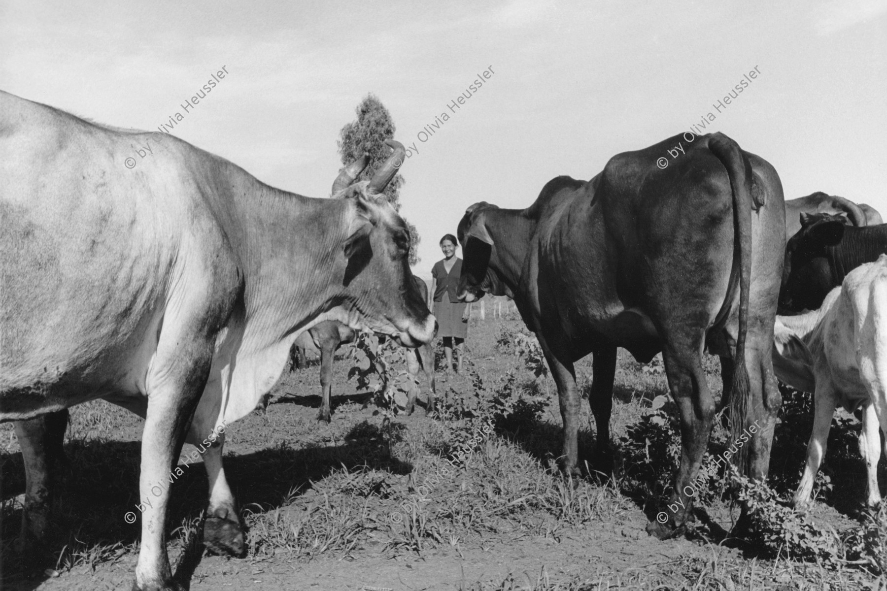 Image of sheet 19940560 photo 27: Die Frauen der Kooperative Leonel Valdivia besitzen Kühe und Kälber. Das NGO ONG Swissaid unterstützt sie durch Kleinkredite im Rotationsverfahren. Nicaragua 1994 √
The women of the cooperative Leonel Valdivia have cows and calves and cattles Swissaid support them through small loans on a rotating basis
Farming Farmer cows women woman work micro credit finance agriculture cattle
© 1994, OLIVIA HEUSSLER / www.clic.li