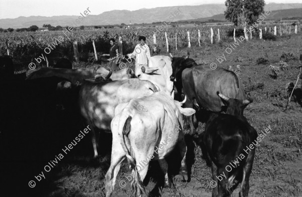 Image of sheet 19940560 photo 3: frtsg. 940550 Kühe und Rinder und Frau AGACI 
Die Frauen der Kooperative Leonel Valdivia besitzen Kühe und Kälber. Swissaid unterstützt sie durch Kleinkredite im Rotationsverfahren.

Farming Farmer cows women woman work micro credit agriculture cattle
Nicaragua 1994