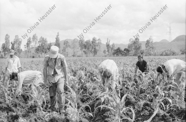 Image of sheet 19940570 photo 22: El Chagüitillo Cooperative, Sébaco, Dep. Matagalpa, 1994