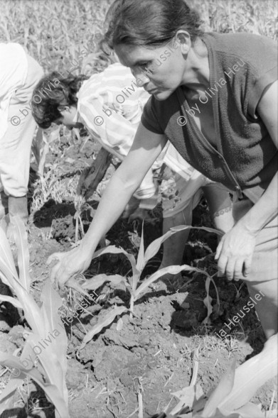 Image of sheet 19940570 photo 32: Die lebendige Vogelscheuche verscheucht kleine Papageien im Hirsefeld. Sie rasselt mit Konservendosen und Holzstecken, schreiend. Otilda Mendoza ist auch Mitglied der Kooperative: Leonel Valdivia. Im Hintergrund ein Pestizid Flugzeug, das täglich über die Felder sprayt und die anderen in Mitleidenschaft zieht.
Ein Liter MTD 600 kostet 52 Cordobas und reicht für eine Manzana. Hirse Frauen und Männer arbeiten im Maisfeld. Milpa. junger Mais. Nicaragua 1994


Otilda Mendoza, espantapájaros vivo. Cooperativa
«El Chagüitillo», Sébaco, Dpto. de Matagalpa, 1994
Otilda Mendoza, live scarecrow. El Chagüitillo Cooperative, Sébaco, Dep. Matagalpa, 1994