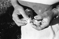 Image of sheet 19940570 photo 4: Die lebendige Vogelscheuche verscheucht kleine Papageien im Hirsefeld. Sie rasselt mit Konservendosen und Holzstecken, schreiend. Otilda Mendoza ist auch Mitglied der Kooperative: Leonel Valdivia. Im Hintergrund ein Pestizid Flugzeug, das täglich über die Felder sprayt und die anderen in Mitleidenschaft zieht.
Ein Liter MTD 600 kostet 52 Cordobas und reicht für eine Manzana. Hirse Frauen und Männer arbeiten im Maisfeld. Milpa. junger Mais. Nicaragua 1994


Otilda Mendoza, espantapájaros vivo. Cooperativa
«El Chagüitillo», Sébaco, Dpto. de Matagalpa, 1994
Otilda Mendoza, live scarecrow. El Chagüitillo Cooperative, Sébaco, Dep. Matagalpa, 1994