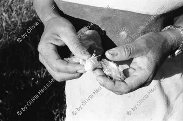 Image of sheet 19940570 photo 4: Die lebendige Vogelscheuche verscheucht kleine Papageien im Hirsefeld. Sie rasselt mit Konservendosen und Holzstecken, schreiend. Otilda Mendoza ist auch Mitglied der Kooperative: Leonel Valdivia. Im Hintergrund ein Pestizid Flugzeug, das täglich über die Felder sprayt und die anderen in Mitleidenschaft zieht.
Ein Liter MTD 600 kostet 52 Cordobas und reicht für eine Manzana. Hirse Frauen und Männer arbeiten im Maisfeld. Milpa. junger Mais. Nicaragua 1994


Otilda Mendoza, espantapájaros vivo. Cooperativa
«El Chagüitillo», Sébaco, Dpto. de Matagalpa, 1994
Otilda Mendoza, live scarecrow. El Chagüitillo Cooperative, Sébaco, Dep. Matagalpa, 1994