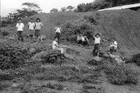 Image of sheet 19940580 photo 23: frtsg. 940570 Traktor Maisfeld. Frauen und Männer arbeiten auf dem Feld. Frauen tragen Wasserrohre. Inaa und COSUDE arbeiten zusammen. Es werden von Männer Kanäle gegraben und Rohre zur Wasserleitung verlegt. Frauen schütten die Kanäle wieder mit Erde zu. El Penasco Condega. Nicaragua 1994