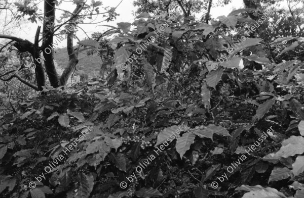 Image of sheet 19940580 photo 32: frtsg. 940570 Traktor Maisfeld. Frauen und Männer arbeiten auf dem Feld. Frauen tragen Wasserrohre. Inaa und COSUDE arbeiten zusammen. Es werden von Männer Kanäle gegraben und Rohre zur Wasserleitung verlegt. Frauen schütten die Kanäle wieder mit Erde zu. El Penasco Condega. Nicaragua 1994