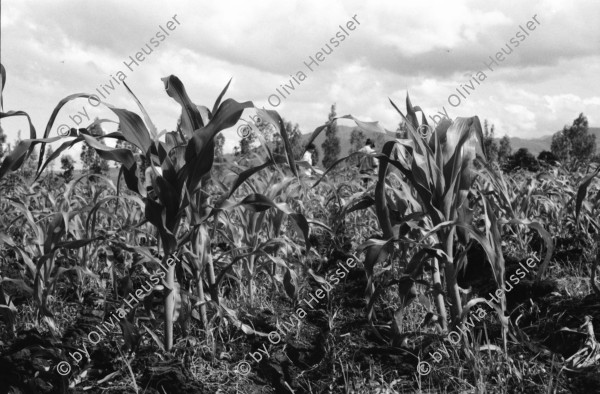 Image of sheet 19940580 photo 4: frtsg. 940570 Traktor Maisfeld. Frauen und Männer arbeiten auf dem Feld. Frauen tragen Wasserrohre. Inaa und COSUDE arbeiten zusammen. Es werden von Männer Kanäle gegraben und Rohre zur Wasserleitung verlegt. Frauen schütten die Kanäle wieder mit Erde zu. El Penasco Condega. Nicaragua 1994