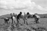 Image of sheet 19940580 photo 5: Frauen und Männer arbeiten auf dem Feld, Nicaragua 1994.