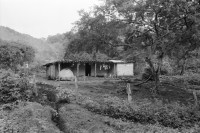 Image of sheet 19940590 photo 6: frtsg. 940580 Wasserleitungen COSUDE und Inaa Frauen arbeiten mit Schaufeln und Hacken. Haus mit trad. Backofen. Rohre an Baum. Nicaragua 1994
Die Frauen des Dorfes 'El Penasco' arbeiten freiwillig (unterstützt mit Schweizer Finanzierungen aus der Entwicklungshilfe DEZA COSUDE) an der Wasserleitung mit. Farming Farmer cows women woman work micro credit agriculture water