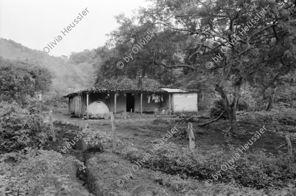 Image of sheet 19940590 photo 6: frtsg. 940580 Wasserleitungen COSUDE und Inaa Frauen arbeiten mit Schaufeln und Hacken. Haus mit trad. Backofen. Rohre an Baum. Nicaragua 1994
Die Frauen des Dorfes 'El Penasco' arbeiten freiwillig (unterstützt mit Schweizer Finanzierungen aus der Entwicklungshilfe DEZA COSUDE) an der Wasserleitung mit. Farming Farmer cows women woman work micro credit agriculture water