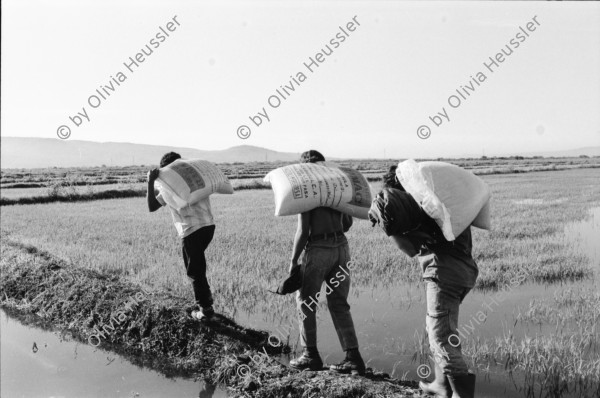 Image of sheet 19940630 photo 20: frtsg. 940620 Sterilisation bei einer Frau. Schwangere und Weltkugel. Pestizide werden aufs Reisfeld getragen. Wasserkanal. Sack. Reisfeld. Mann mit Sack. Reis wird mit Schaufel aus Lastwagen geschaufelt. Mann füllt Sack. 1994 Nicaragua
Die Felder in Nicaragua werden mit solchen Pestiziden behandelt.
pesticidal insecticide malaria agriculture farming rice production Sebaco chemical pesticide