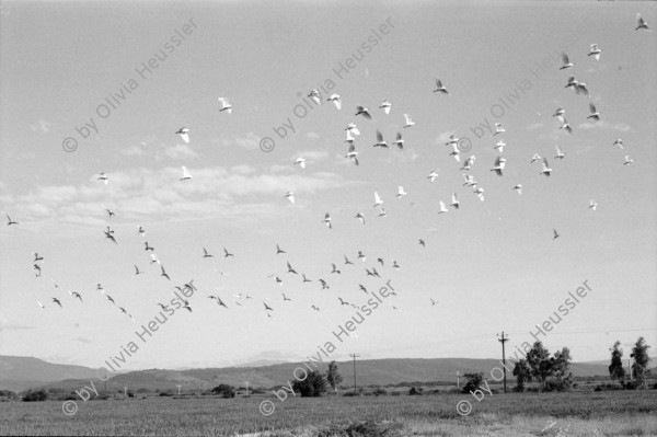 Image of sheet 19940630 photo 26: frtsg. 940620 Sterilisation bei einer Frau. Schwangere und Weltkugel. Pestizide werden aufs Reisfeld getragen. Wasserkanal. Sack. Reisfeld. Mann mit Sack. Reis wird mit Schaufel aus Lastwagen geschaufelt. Mann füllt Sack. 1994 Nicaragua
Die Felder in Nicaragua werden mit solchen Pestiziden behandelt.
pesticidal insecticide malaria agriculture farming rice production Sebaco chemical pesticide