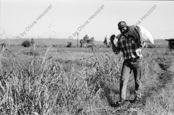 Image of sheet 19940630 photo 27: frtsg. 940620 Sterilisation bei einer Frau. Schwangere und Weltkugel. Pestizide werden aufs Reisfeld getragen. Wasserkanal. Sack. Reisfeld. Mann mit Sack. Reis wird mit Schaufel aus Lastwagen geschaufelt. Mann füllt Sack. 1994 Nicaragua
Die Felder in Nicaragua werden mit solchen Pestiziden behandelt.
pesticidal insecticide malaria agriculture farming rice production Sebaco chemical pesticide