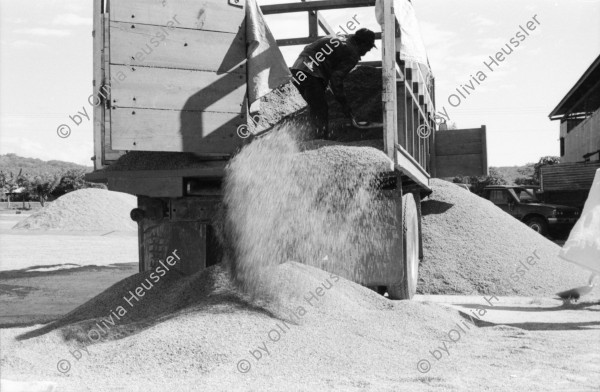 Image of sheet 19940630 photo 36: frtsg. 940620 Sterilisation bei einer Frau. Schwangere und Weltkugel. Pestizide werden aufs Reisfeld getragen. Wasserkanal. Sack. Reisfeld. Mann mit Sack. Reis wird mit Schaufel aus Lastwagen geschaufelt. Mann füllt Sack. 1994 Nicaragua
Die Felder in Nicaragua werden mit solchen Pestiziden behandelt.
pesticidal insecticide malaria agriculture farming rice production Sebaco chemical pesticide