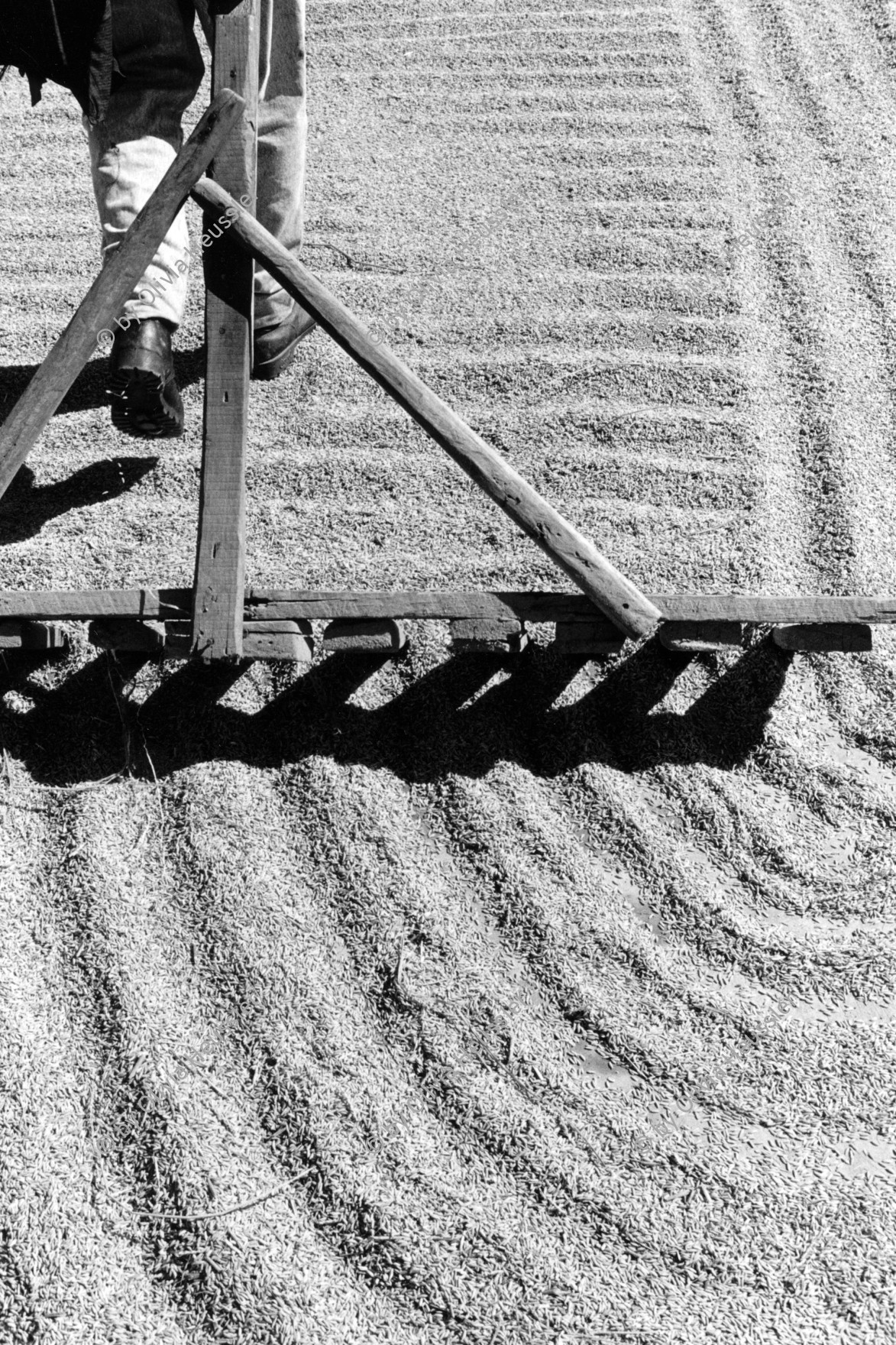 Image of sheet 19940640 photo 4: Reis wird in der Sonne getrocknet, Sebaco Nicaragua 1994.
The rice is dried on the ground in the sun. food