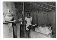 Image of sheet 19940650 photo 17: Kooperative Juan 23. Ihre zwei Ochsen schlafen in der Küche. Das Lehm Haus ist ca 40 Jahre alt. Es hat ein Ziegeldach. COSUDE Projekt. Deza Nicaragua 1994

Animal, Ochse; Central America; Wasser; Home; Wather; House; Adobe;