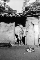 Image of sheet 19940660 photo 29: Schuler Auktion 2018

19940660_29


Ox, Nicaragua 1994
Vintage Gelatine silver print. 1./1.
Signature; signed, titled and dated by artist.