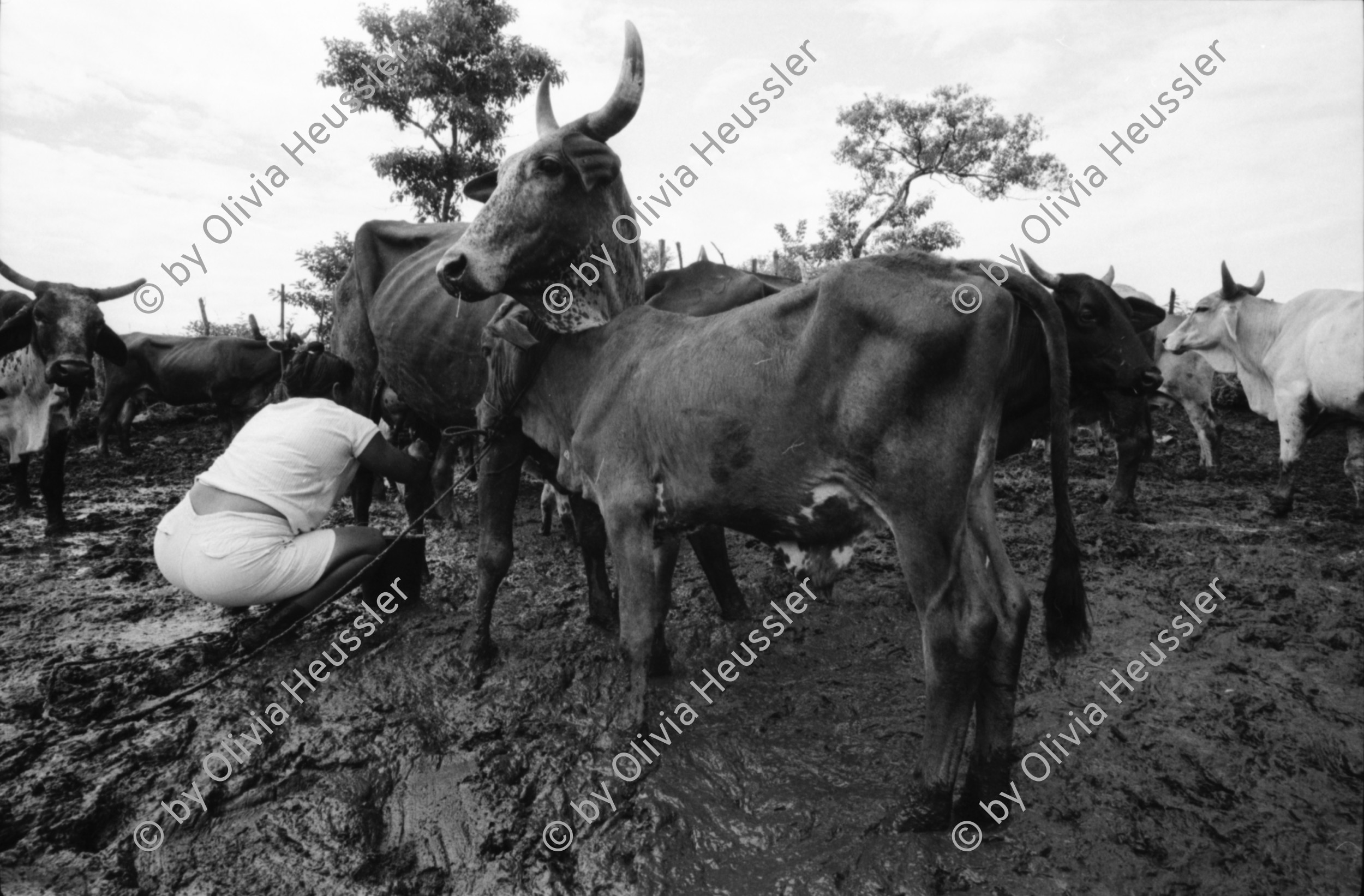 Image of sheet 19940660 photo 36: F
