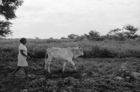 Image of sheet 19940670 photo 13: Teofila Gomez Meza an der Bomba de Mecate, einem Brunnensystem das von Chinorte COSUDE gesponsert wird. Schnur oder Seil brunnen. altes typisches Bauernhaus mit Ziegeldach. Teofila mit ihren Frauen aus der Kooperative. Es sind 7 Frauen und jede hat 2 Kühe. Heute melken alle Frauen ihre eigenen Kühe. Sie stehen knöcheltief im Kuhdreck.

Teofila mit ihren Frauen aus der Kooperative. Es sind sieben Frauen und jede hat zwei Kühe. Heute melken alle Frauen ihre eigenen Kühe. Sie stehen knöcheltief im Kuhdreck. Mist cattle cows Milk cooperative Nicaragua 1994 √
Mujeres de la cooperativa «Juan XXIII».
La Olota (Villanueva), Dpto. de Chinandega, 1994
Women of the Juan XXIII Cooperative.
La Olota (Villanueva), Dep. Chinandega, 1994