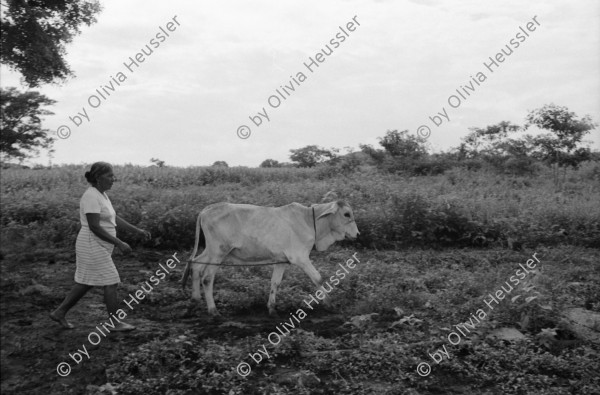 Image of sheet 19940670 photo 13: Teofila Gomez Meza an der Bomba de Mecate, einem Brunnensystem das von Chinorte COSUDE gesponsert wird. Schnur oder Seil brunnen. altes typisches Bauernhaus mit Ziegeldach. Teofila mit ihren Frauen aus der Kooperative. Es sind 7 Frauen und jede hat 2 Kühe. Heute melken alle Frauen ihre eigenen Kühe. Sie stehen knöcheltief im Kuhdreck.

Teofila mit ihren Frauen aus der Kooperative. Es sind sieben Frauen und jede hat zwei Kühe. Heute melken alle Frauen ihre eigenen Kühe. Sie stehen knöcheltief im Kuhdreck. Mist cattle cows Milk cooperative Nicaragua 1994 √
Mujeres de la cooperativa «Juan XXIII».
La Olota (Villanueva), Dpto. de Chinandega, 1994
Women of the Juan XXIII Cooperative.
La Olota (Villanueva), Dep. Chinandega, 1994