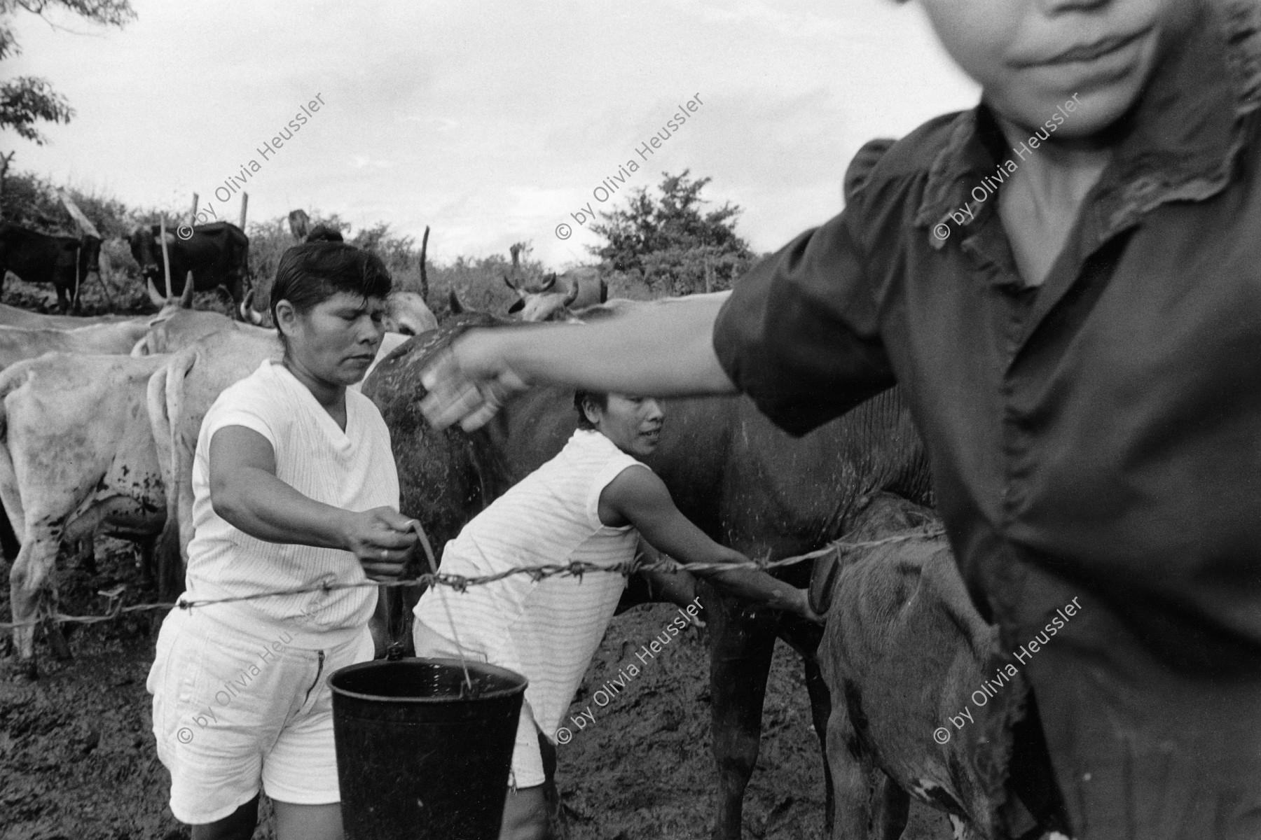 Image of sheet 19940670 photo 20: © 1994, Olivia Heussler / www.clic.li
Teofila mit ihren Frauen aus der Kooperative. Es sind sieben Frauen und jede hat zwei Kühe. Heute melken alle Frauen ihre eigenen Kühe. Sie stehen knöcheltief im Kuhdreck. Mist cattle cows Milk cooperative Nicaragua 1994 √
Mujeres de la cooperativa «Juan XXIII». deza

La Olota (Villanueva), Dpto. de Chinandega, 1994
Women of the Juan XXIII Cooperative.
La Olota (Villanueva), Dep. Chinandega, 1994