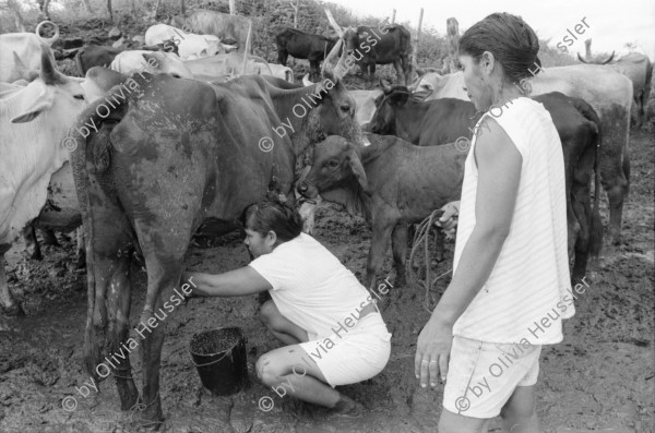 Image of sheet 19940670 photo 29: Teofila Gomez Meza an der Bomba de Mecate, einem Brunnensystem das von Chinorte COSUDE gesponsert wird. Schnur oder Seil brunnen. altes typisches Bauernhaus mit Ziegeldach. Teofila mit ihren Frauen aus der Kooperative. Es sind 7 Frauen und jede hat 2 Kühe. Heute melken alle Frauen ihre eigenen Kühe. Sie stehen knöcheltief im Kuhdreck.

Teofila mit ihren Frauen aus der Kooperative. Es sind sieben Frauen und jede hat zwei Kühe. Heute melken alle Frauen ihre eigenen Kühe. Sie stehen knöcheltief im Kuhdreck. Mist cattle cows Milk cooperative Nicaragua 1994 √
Mujeres de la cooperativa «Juan XXIII».
La Olota (Villanueva), Dpto. de Chinandega, 1994
Women of the Juan XXIII Cooperative.
La Olota (Villanueva), Dep. Chinandega, 1994