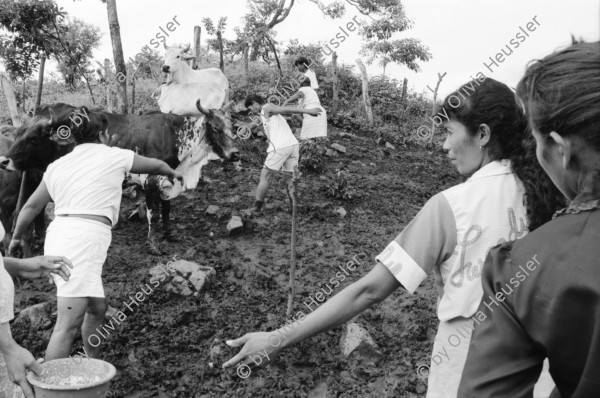 Image of sheet 19940680 photo 0: frtsg. 940670 Kuhprojekt mit Teofilas Frauengruppe, beim melken. die Frauen stehen knöcheltief im Kuhdreck.
Villanueva Las Olotas cooperative cattle woman work women farming farmer 
Cowgirls Nicaragua 1994