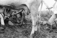 Image of sheet 19940680 photo 11: frtsg. 940670 Kuhprojekt mit Teofilas Frauengruppe, beim melken. die Frauen stehen knöcheltief im Kuhdreck.
Villanueva Las Olotas cooperative cattle woman work women farming farmer 
Cowgirls Nicaragua 1994
