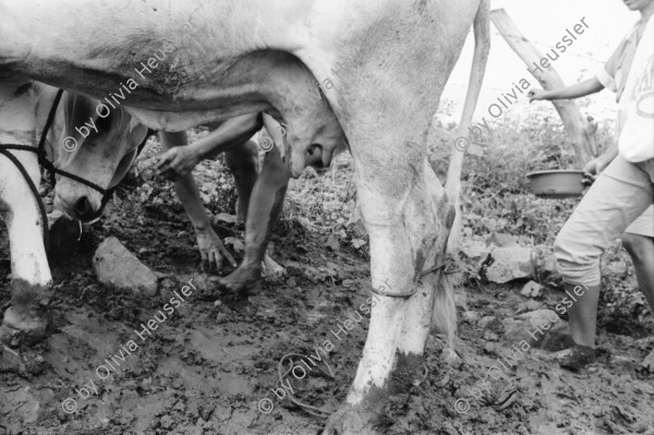 Image of sheet 19940680 photo 11: frtsg. 940670 Kuhprojekt mit Teofilas Frauengruppe, beim melken. die Frauen stehen knöcheltief im Kuhdreck.
Villanueva Las Olotas cooperative cattle woman work women farming farmer 
Cowgirls Nicaragua 1994