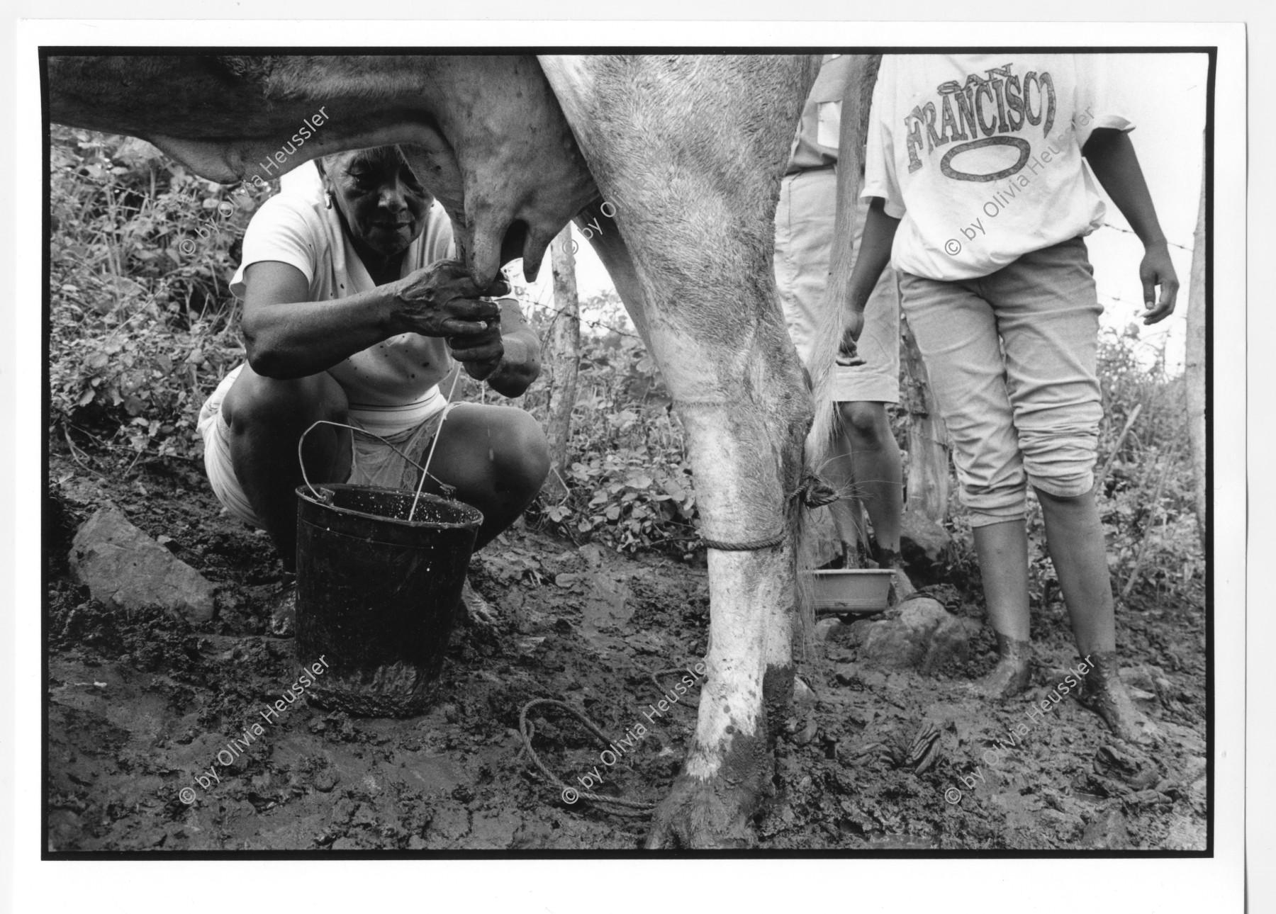 Image of sheet 19940680 photo 15: Frauen der Kooperative Juan 23  melken ihre Kühe, Nicaragua, 1994. 
Sie stehen knöcheltief im Kuhdreck. Las Olotas Nicaragua Milk Kuh cow Schlamm Mist dung Genossenschaft deza NGO Central america Women cooperative Dreck Tier Kuhfladen milch Arbeit Farm Hof woman
Maike Oester 18 x 24 cm baryt