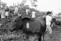 Image of sheet 19940680 photo 19: frtsg. 940670 Kuhprojekt mit Teofilas Frauengruppe, beim melken. die Frauen stehen knöcheltief im Kuhdreck.
Villanueva Las Olotas cooperative cattle woman work women farming farmer 
Cowgirls Nicaragua 1994