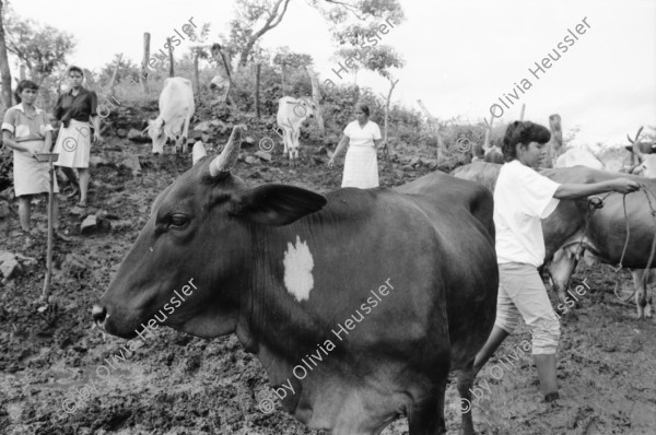 Image of sheet 19940680 photo 19: frtsg. 940670 Kuhprojekt mit Teofilas Frauengruppe, beim melken. die Frauen stehen knöcheltief im Kuhdreck.
Villanueva Las Olotas cooperative cattle woman work women farming farmer 
Cowgirls Nicaragua 1994