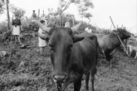 Image of sheet 19940680 photo 20: frtsg. 940670 Kuhprojekt mit Teofilas Frauengruppe, beim melken. die Frauen stehen knöcheltief im Kuhdreck.
Villanueva Las Olotas cooperative cattle woman work women farming farmer 
Cowgirls Nicaragua 1994