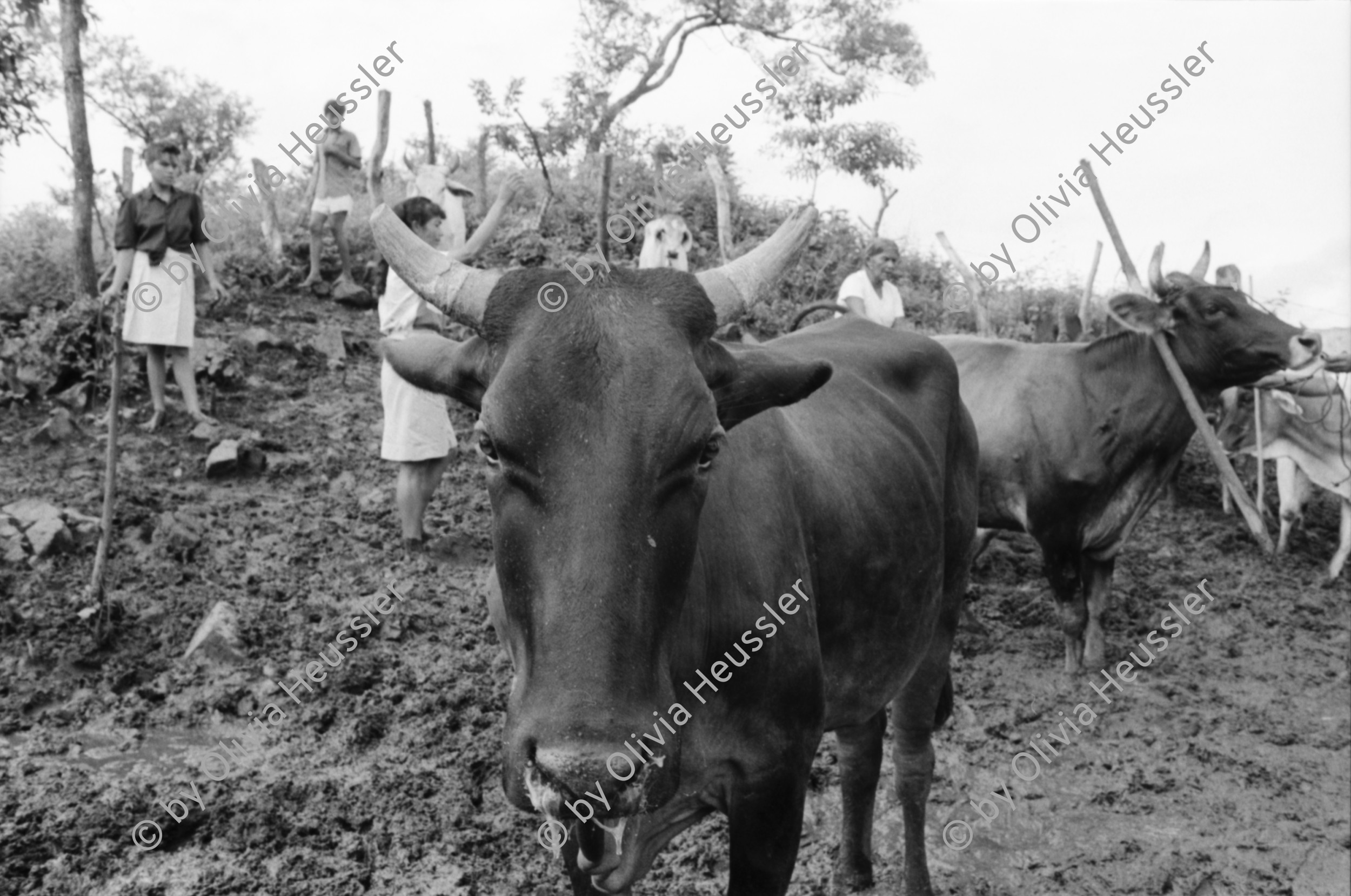 Image of sheet 19940680 photo 20: frtsg. 940670 Kuhprojekt mit Teofilas Frauengruppe, beim melken. die Frauen stehen knöcheltief im Kuhdreck.
Villanueva Las Olotas cooperative cattle woman work women farming farmer 
Cowgirls Nicaragua 1994