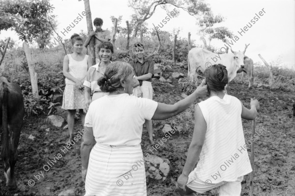 Image of sheet 19940680 photo 22: frtsg. 940670 Kuhprojekt mit Teofilas Frauengruppe, beim melken. die Frauen stehen knöcheltief im Kuhdreck.
Villanueva Las Olotas cooperative cattle woman work women farming farmer 
Cowgirls Nicaragua 1994