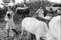 Image of sheet 19940680 photo 30: frtsg. 940670 Kuhprojekt mit Teofilas Frauengruppe, beim melken. die Frauen stehen knöcheltief im Kuhdreck.
Villanueva Las Olotas cooperative cattle woman work women farming farmer 
Cowgirls Nicaragua 1994