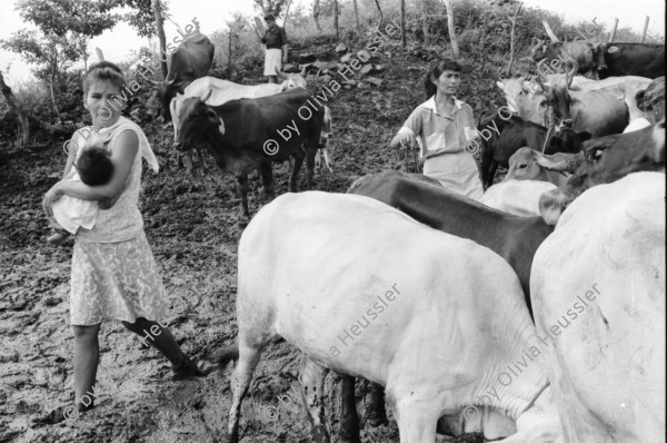 Image of sheet 19940680 photo 30: frtsg. 940670 Kuhprojekt mit Teofilas Frauengruppe, beim melken. die Frauen stehen knöcheltief im Kuhdreck.
Villanueva Las Olotas cooperative cattle woman work women farming farmer 
Cowgirls Nicaragua 1994