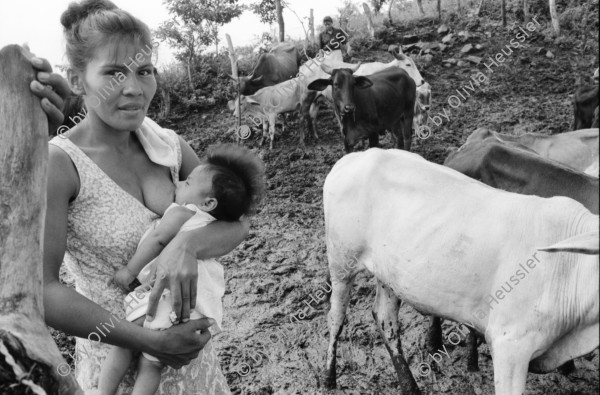 Image of sheet 19940680 photo 31: frtsg. 940670 Kuhprojekt mit Teofilas Frauengruppe, beim melken. die Frauen stehen knöcheltief im Kuhdreck.
Villanueva Las Olotas cooperative cattle woman work women farming farmer 
Cowgirls Nicaragua 1994