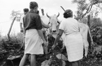Image of sheet 19940680 photo 5: frtsg. 940670 Kuhprojekt mit Teofilas Frauengruppe, beim melken. die Frauen stehen knöcheltief im Kuhdreck.
Villanueva Las Olotas cooperative cattle woman work women farming farmer 
Cowgirls Nicaragua 1994
