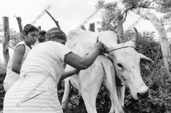 Image of sheet 19940680 photo 6: frtsg. 940670 Kuhprojekt mit Teofilas Frauengruppe, beim melken. die Frauen stehen knöcheltief im Kuhdreck.
Villanueva Las Olotas cooperative cattle woman work women farming farmer 
Cowgirls Nicaragua 1994