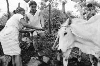 Image of sheet 19940680 photo 8: frtsg. 940670 Kuhprojekt mit Teofilas Frauengruppe, beim melken. die Frauen stehen knöcheltief im Kuhdreck.
Villanueva Las Olotas cooperative cattle woman work women farming farmer 
Cowgirls Nicaragua 1994