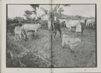 Image of sheet 19940690 photo 10: Die Frauen der Kooperative Juan 23 treffen sich um ihre Kühe zu melken. Sie stehen knöcheltief im Schlamm. La Olota Villannueva Nicaragua 1994 √
Farming Farmer cows women woman work micro credit agriculture cattle milking milk Kühe Kuh Arbeit work deza
gerahmt framed passepartout 37 x 52 cm
Im Depot von M.Brunner und W. Müller gerahmt 51 x 40 cm Exhibition
Aus: «Der Traum von Solentiname» EPF, Zürich 
«El Sueño de Solentiname» IHNCA Managua p.168