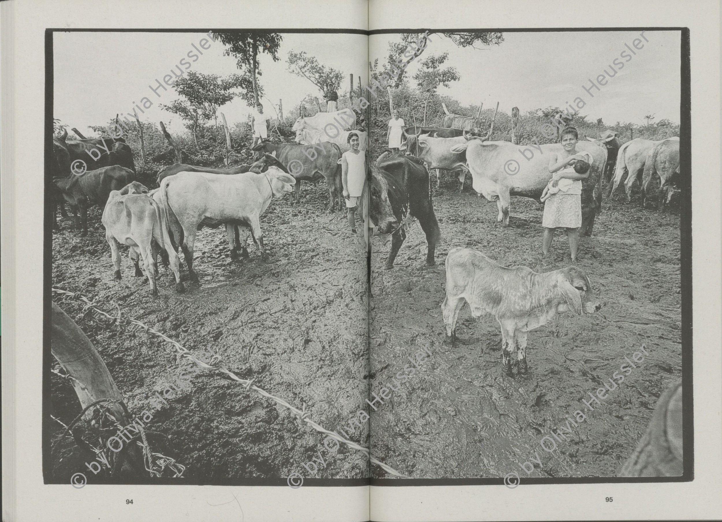 Image of sheet 19940690 photo 10: Die Frauen der Kooperative Juan 23 treffen sich um ihre Kühe zu melken. Sie stehen knöcheltief im Schlamm. La Olota Villannueva Nicaragua 1994 √
Farming Farmer cows women woman work micro credit agriculture cattle milking milk Kühe Kuh Arbeit work deza
gerahmt framed passepartout 37 x 52 cm
Im Depot von M.Brunner und W. Müller gerahmt 51 x 40 cm Exhibition
Aus: «Der Traum von Solentiname» EPF, Zürich 
«El Sueño de Solentiname» IHNCA Managua p.168