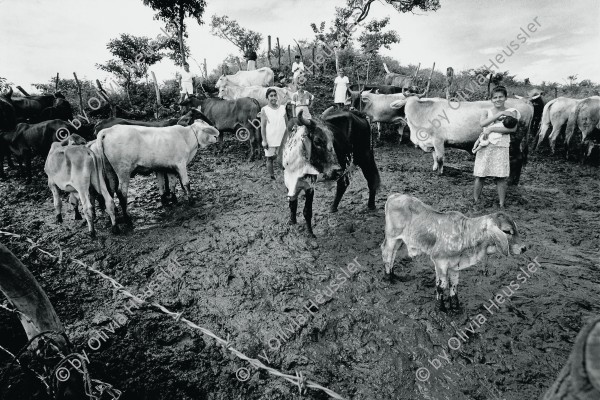 Image of sheet 19940690 photo 10: Die Frauen der Kooperative Juan 23 treffen sich um ihre Kühe zu melken. Sie stehen knöcheltief im Schlamm. La Olota Villannueva Nicaragua 1994 √
Farming Farmer cows women woman work micro credit agriculture cattle milking milk Kühe Kuh Arbeit work deza
gerahmt framed passepartout 37 x 52 cm
Im Depot von M.Brunner und W. Müller gerahmt 51 x 40 cm Exhibition
Aus: «Der Traum von Solentiname» EPF, Zürich 
«El Sueño de Solentiname» IHNCA Managua p.168