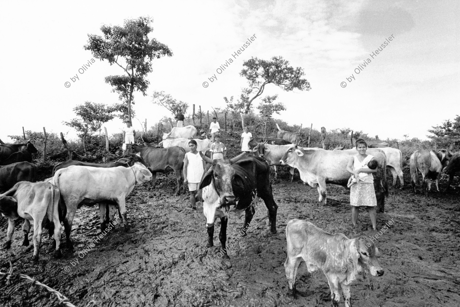 Image of sheet 19940690 photo 11: The women of the cooperative Juan 23 meet their cows to milk. They stand ankle-deep in mud.
Farming Farmer cows women woman work micro credit agriculture cattle milking milk 
Exhibition